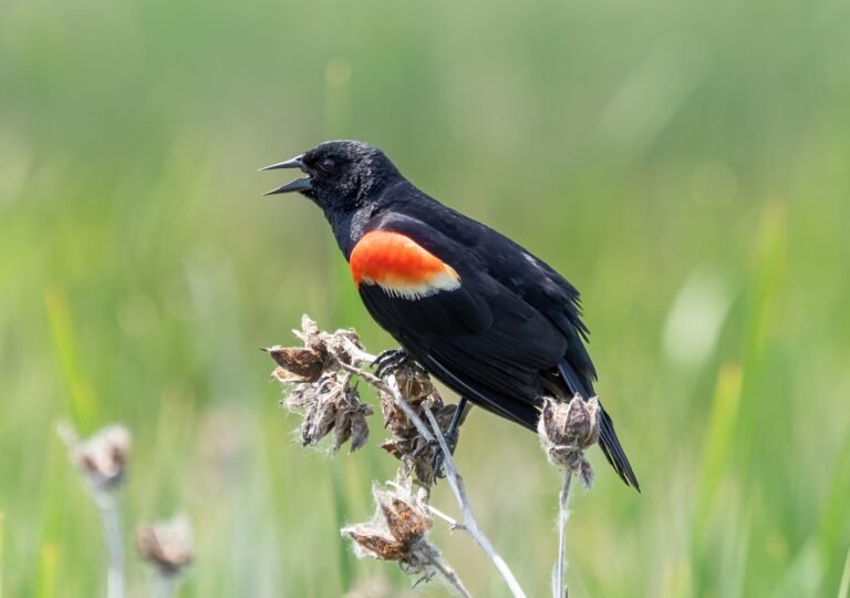 A red-winged blackbird at the Montezuma National Wildlife Refuge