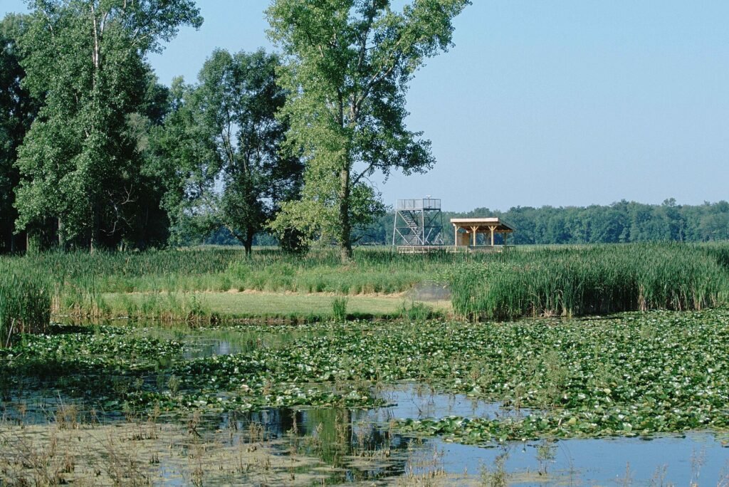 A scenic wetland view of the Montezuma National Wildlife Refuge