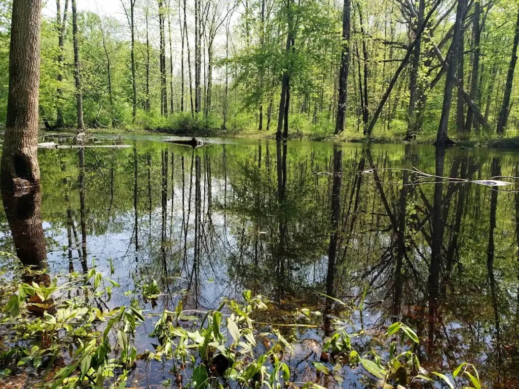 Cicero Swamp Wildlife Management Area