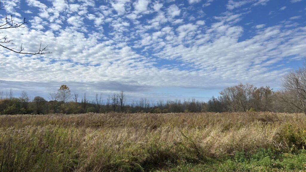 Oriskany Flats Wildlife Management Area