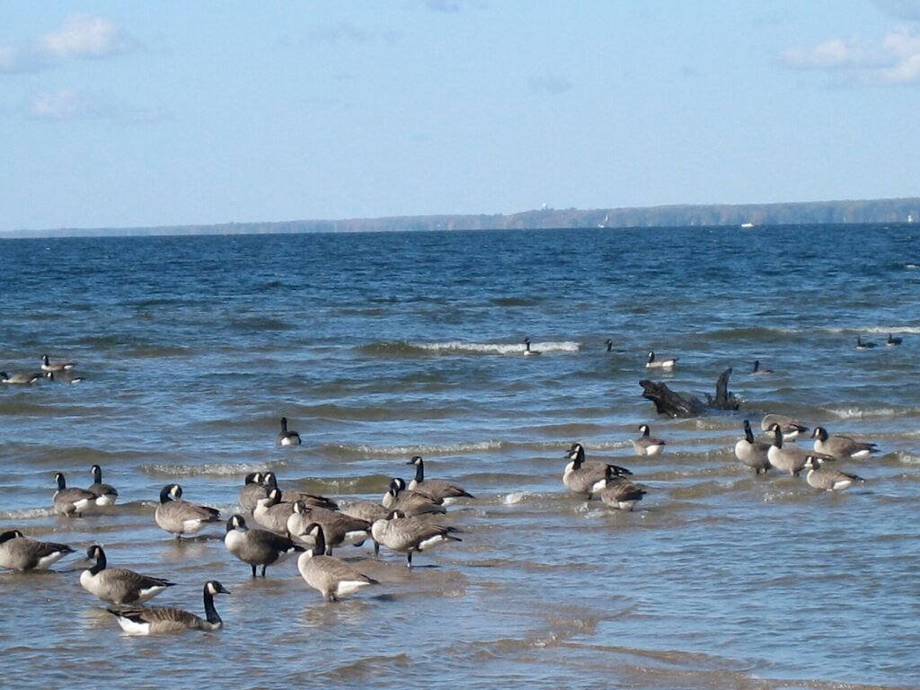 Verona Beach State Park
